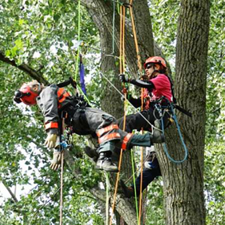 Sauvetage en hauteur - Arboristes / Élagueurs (8 h) course image